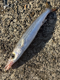 カマスの釣果