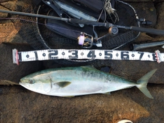 ワラサの釣果