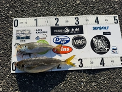 アジの釣果