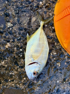 メッキの釣果