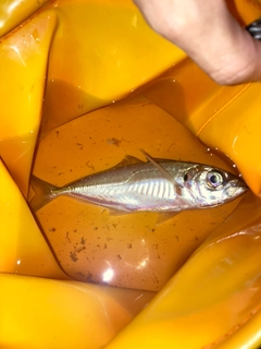 マアジの釣果