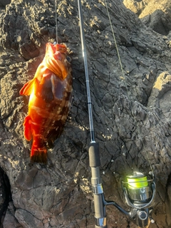 アカハタの釣果