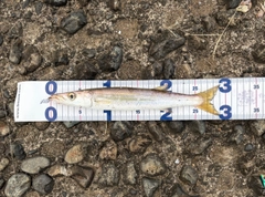 カマスの釣果