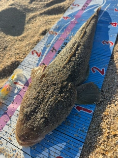 マゴチの釣果