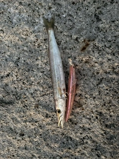 カマスの釣果