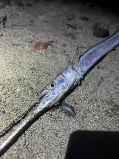 ダツの釣果