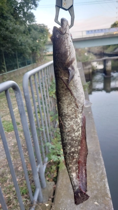 ナマズの釣果