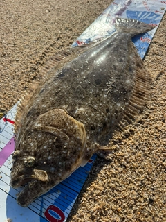 ヒラメの釣果