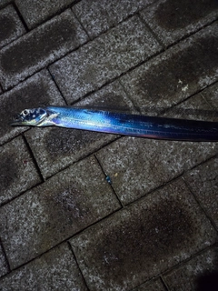 タチウオの釣果