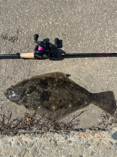 ヒラメの釣果