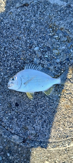 ヘダイの釣果