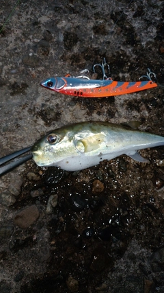 シロサバフグの釣果