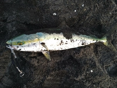 ワラサの釣果