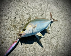 ショゴの釣果