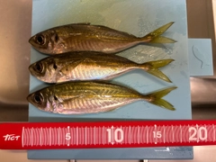 マアジの釣果