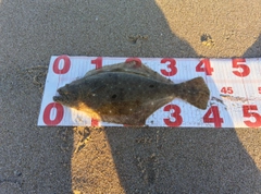 ヒラメの釣果