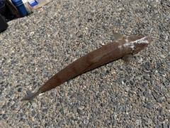 マエソの釣果