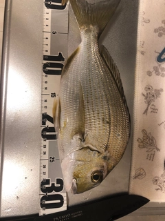 ヘダイの釣果