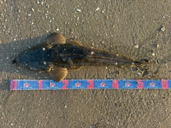 マゴチの釣果