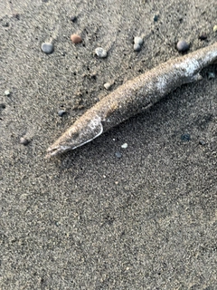 カマスの釣果