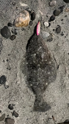 ソゲの釣果