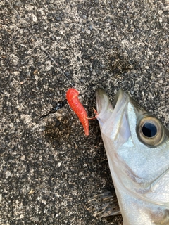 セイゴ（タイリクスズキ）の釣果
