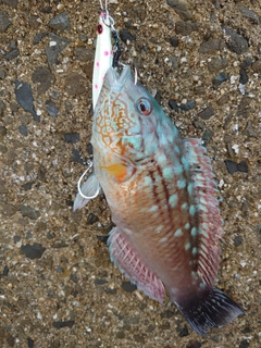 ホシササノハベラの釣果