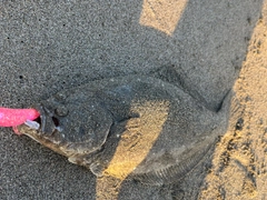 ヒラメの釣果