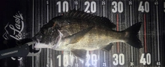 クロダイの釣果