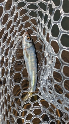 オイカワの釣果