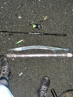 ダツの釣果