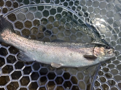 ニジマスの釣果