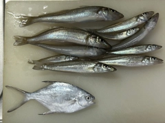 キスの釣果