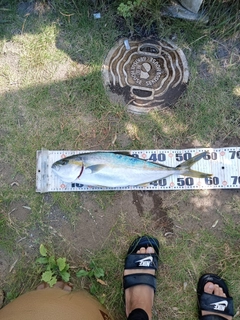 ヒラマサの釣果