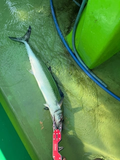 サゴシの釣果