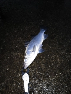 セイゴ（ヒラスズキ）の釣果
