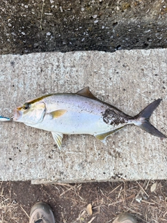 ショゴの釣果