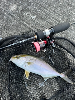 カンパチの釣果