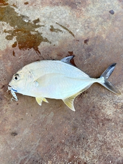 メッキの釣果
