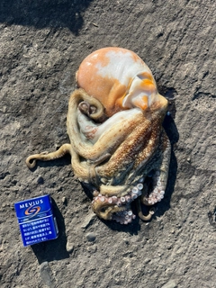 マダコの釣果