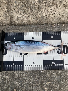 マルソウダの釣果