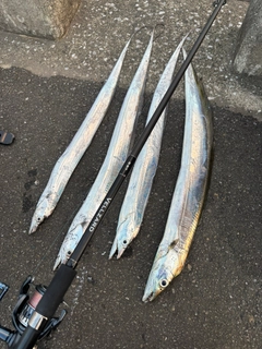タチウオの釣果