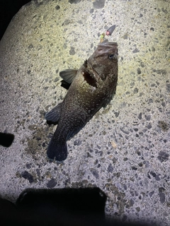 マゾイの釣果