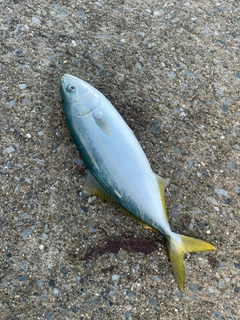 フクラギの釣果