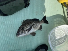 クロダイの釣果