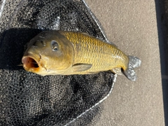 コイの釣果