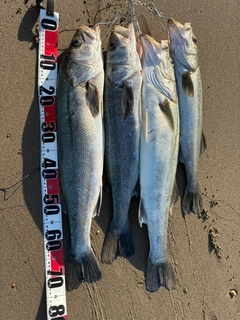 シーバスの釣果