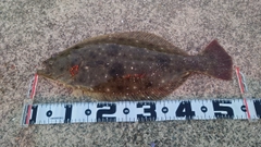 ヒラメの釣果