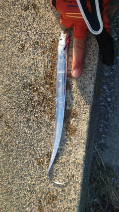 タチウオの釣果