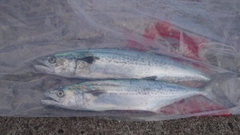 サゴシの釣果